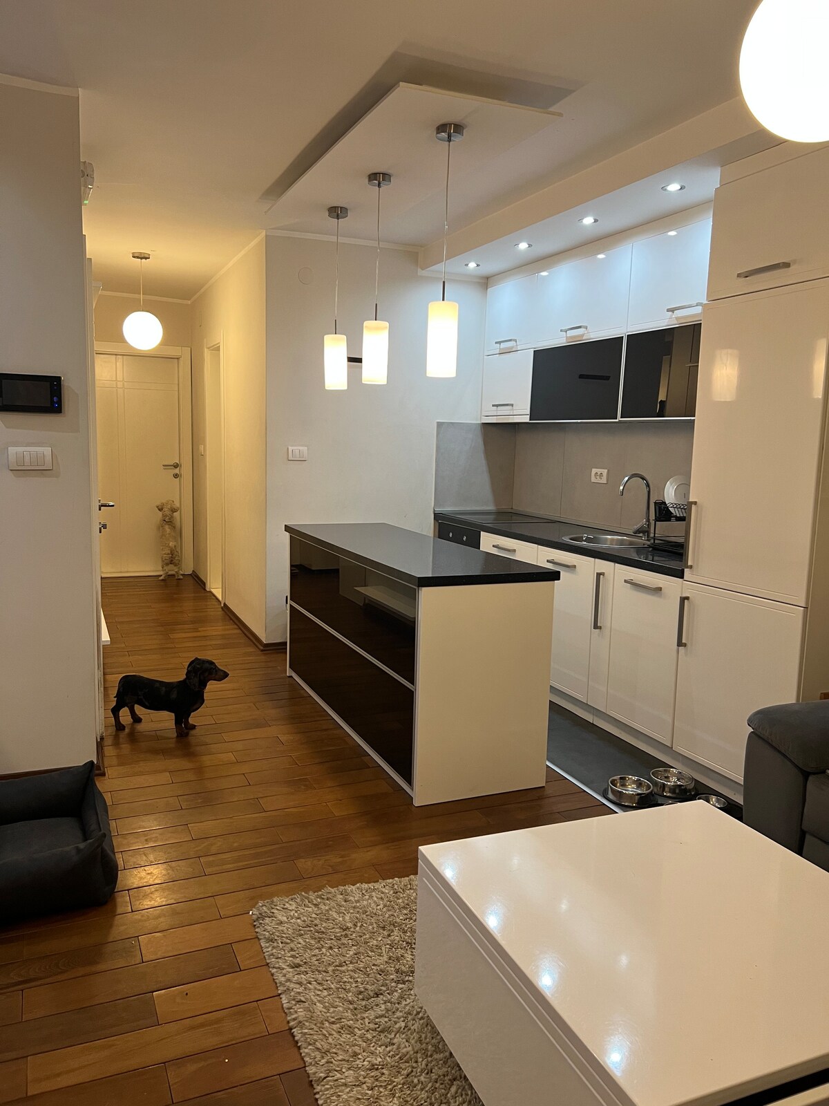 Open-plan kitchen and hallway with the resident dog